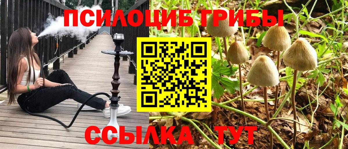 Черняховск  Галлюциногенные грибы Psilocybe  Вход с VPN 